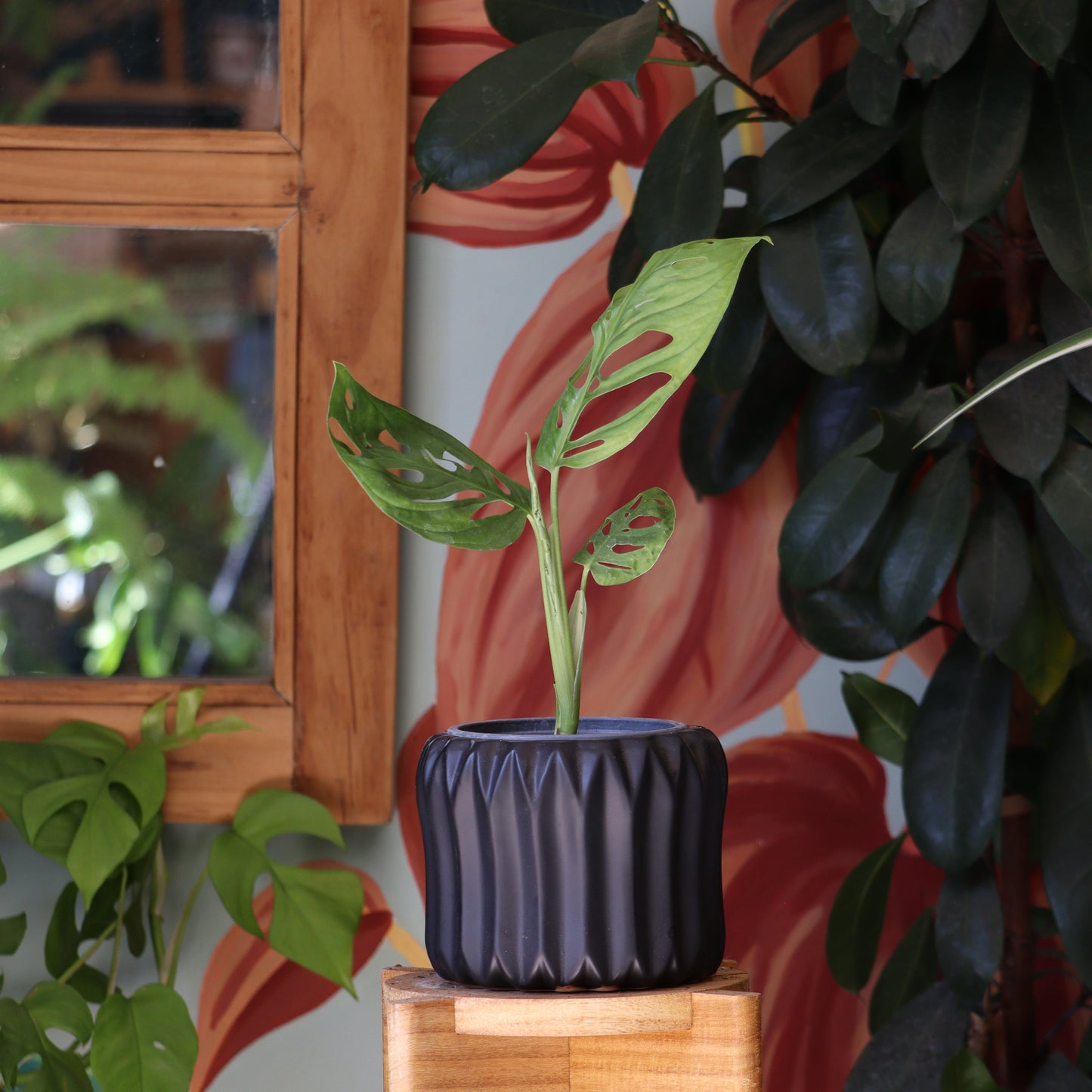 Monstera Adansonii S