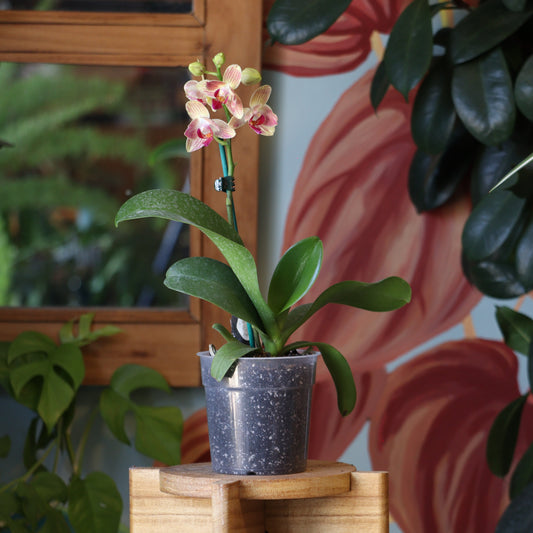 Orquidea Phalaenopsis S