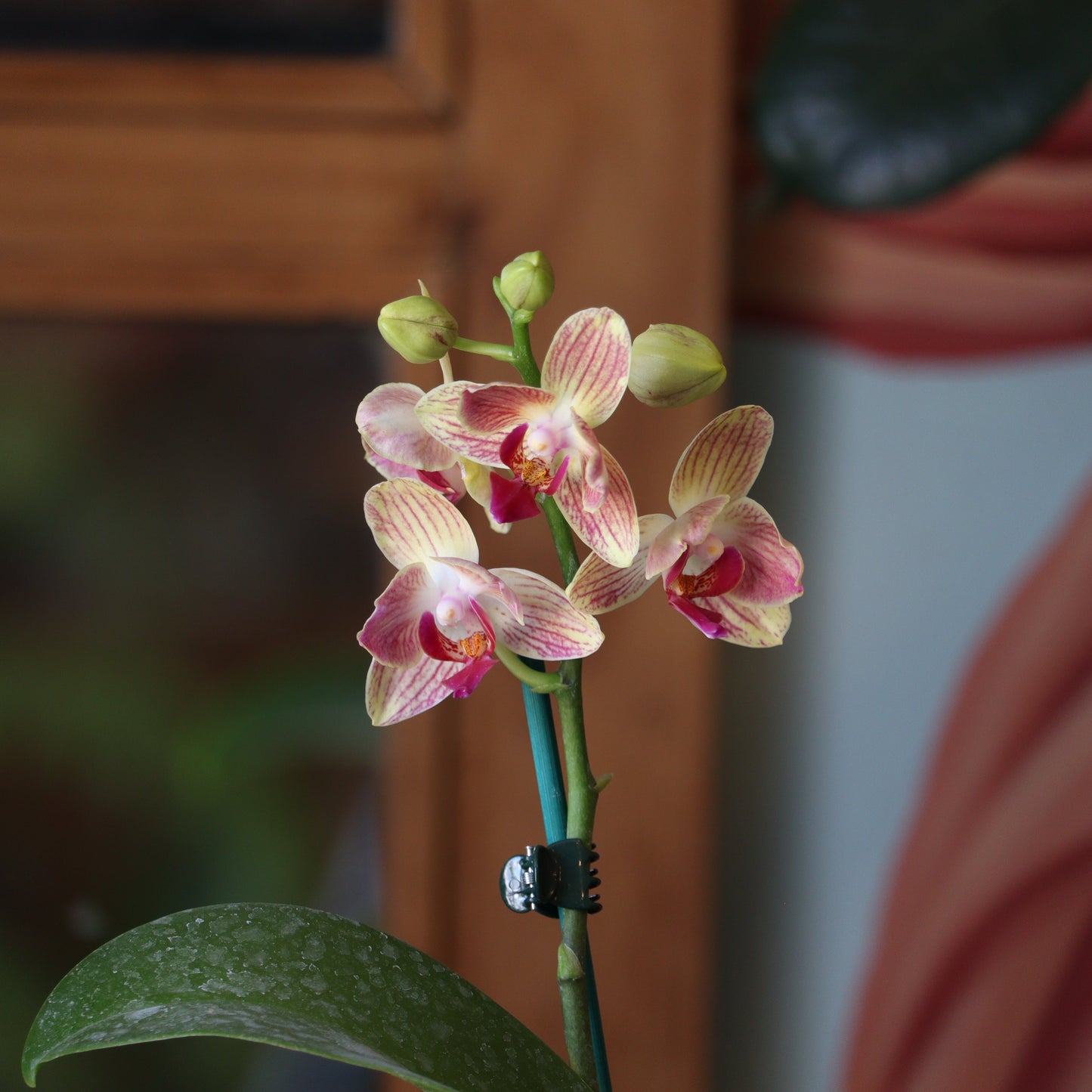 Orquidea Phalaenopsis S
