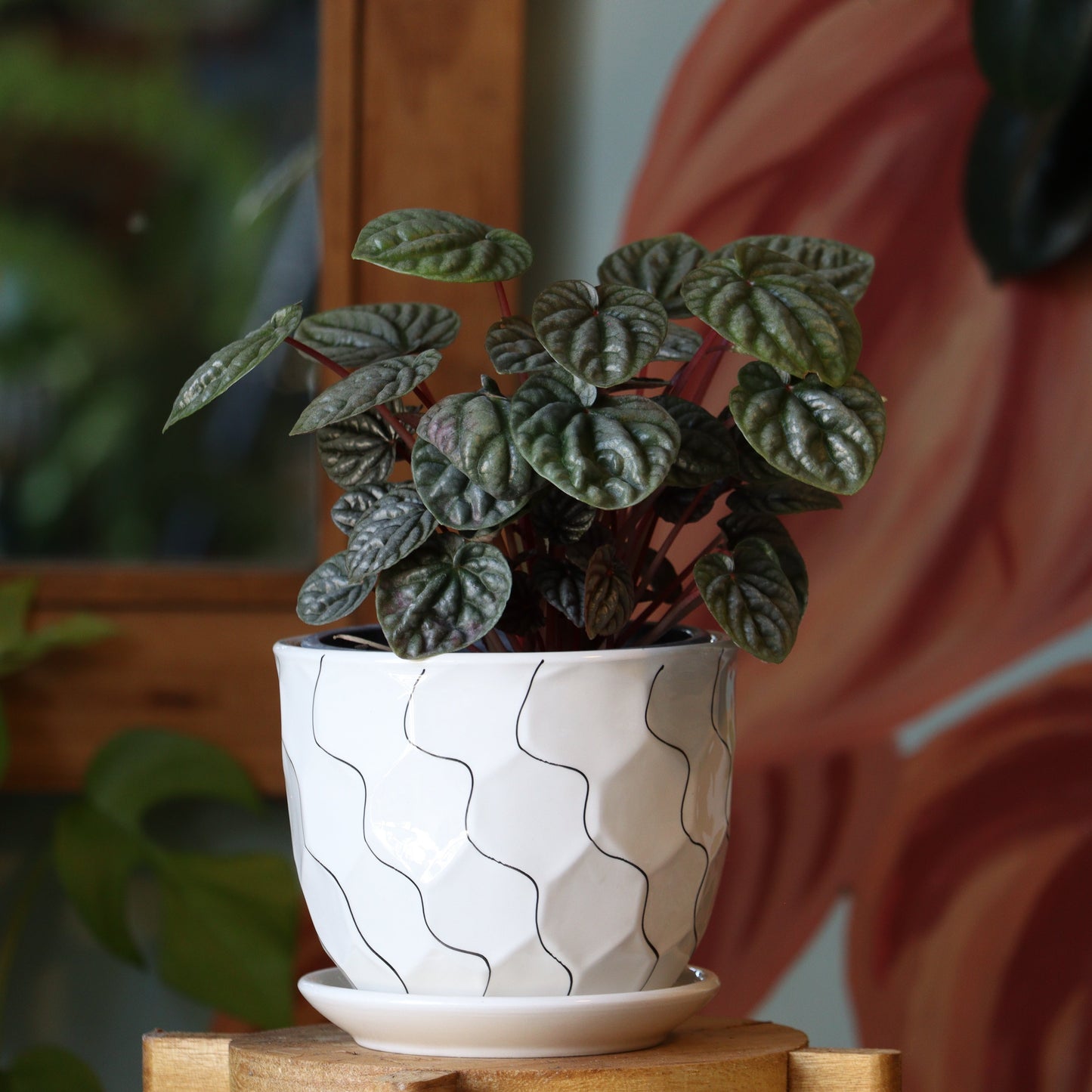 Peperomia Caperata S