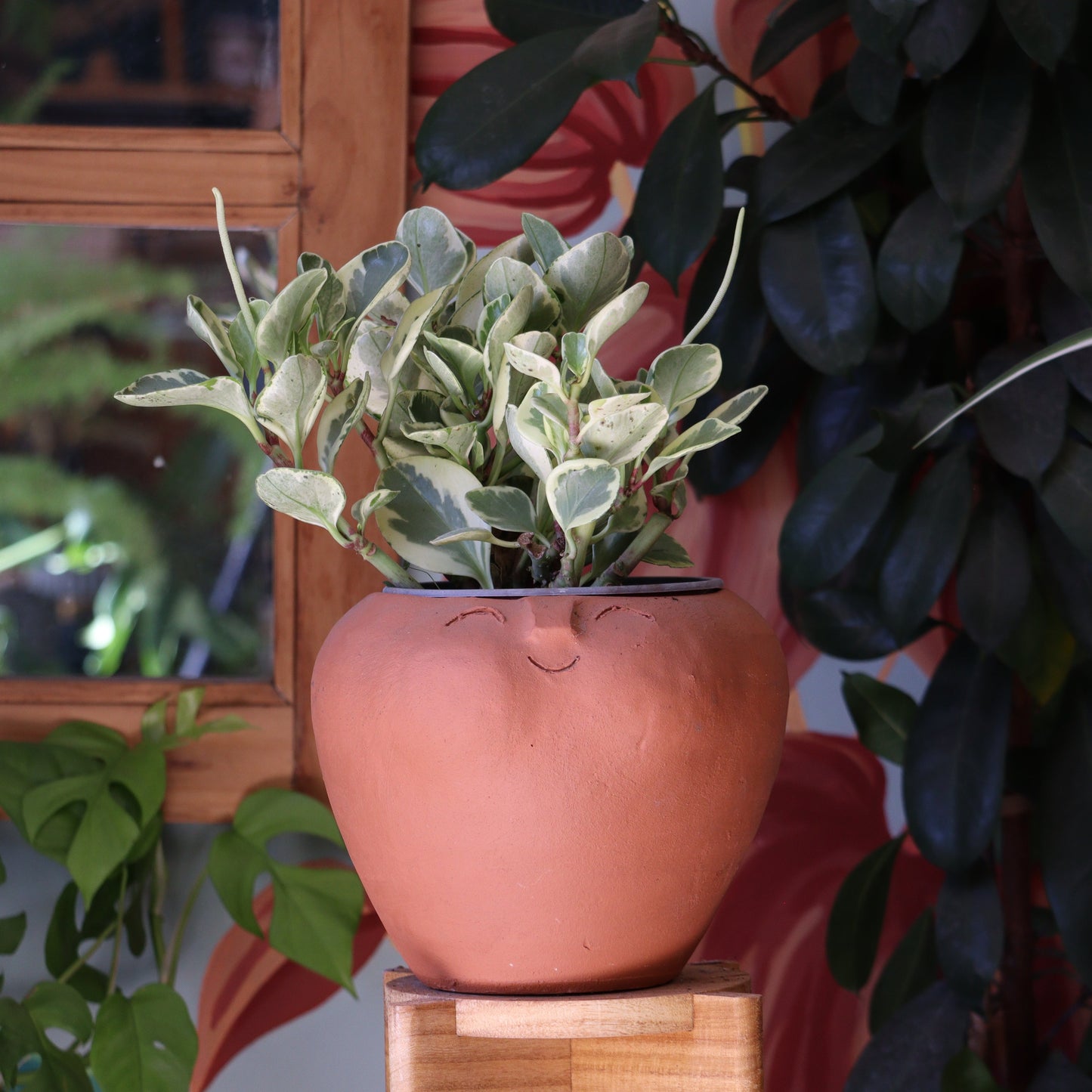 Peperomia Obtusifolia Variegada L