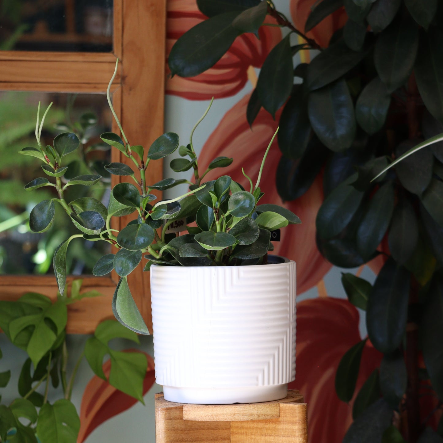 Peperomia Obtusifolia Verde M