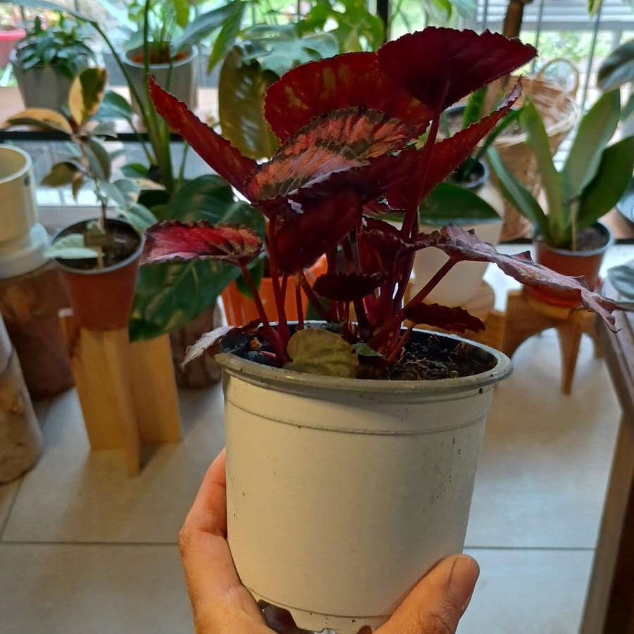 Begonia Rex - Red Kiss