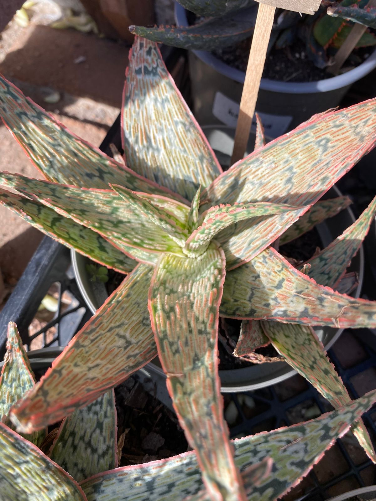 Aloe Pink Blush