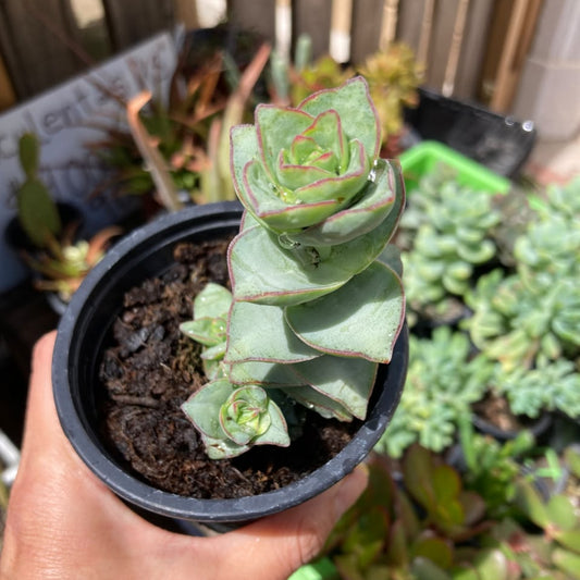 Crassula Perforata