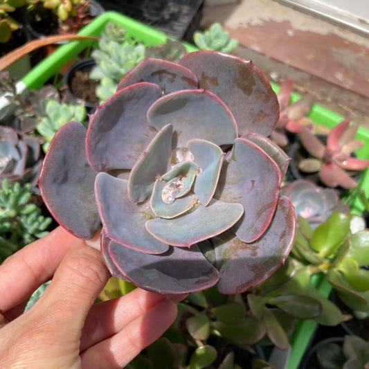 Echeveria Dusty Rose
