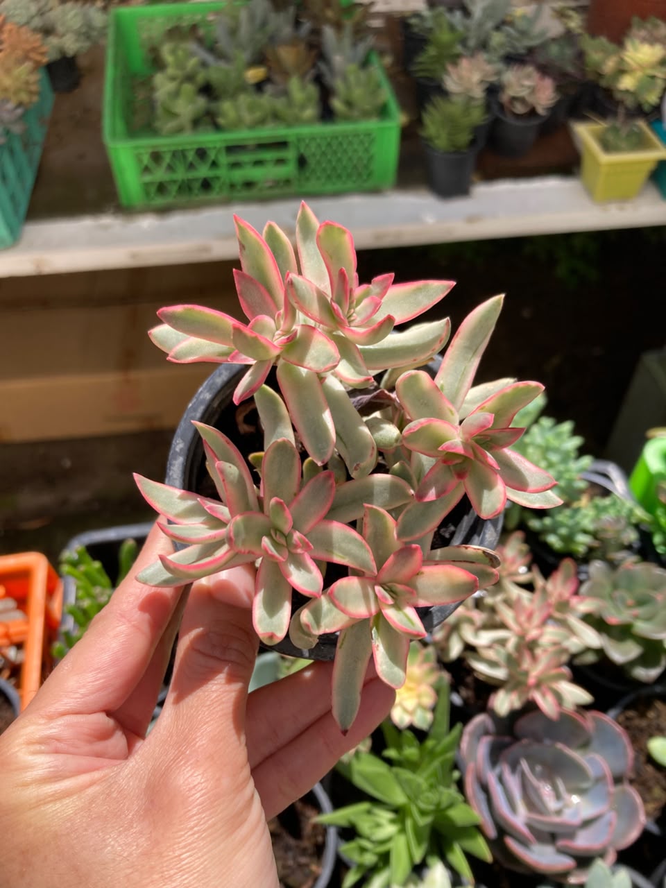 Crassula Rubricaulis (Candy Cane)