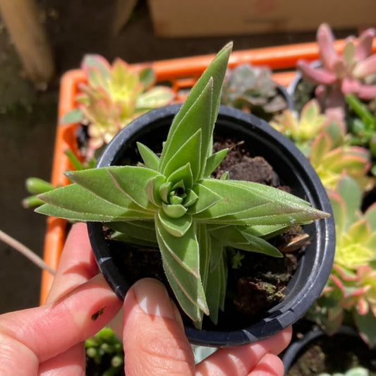 Crassula Capitella (Crassula de Fuego o Red Pagoda)