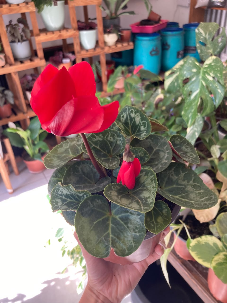 Cyclamen (Violeta Persa)