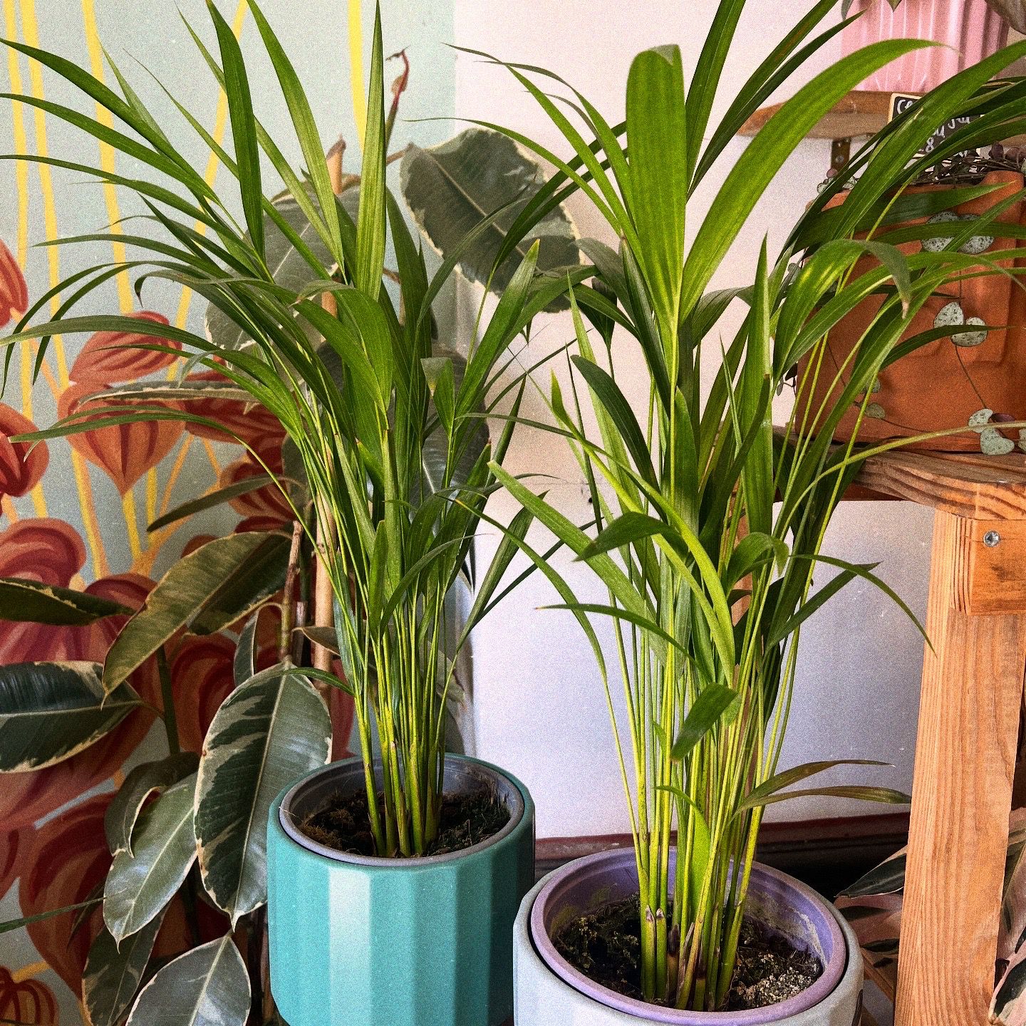 Palmera Areca