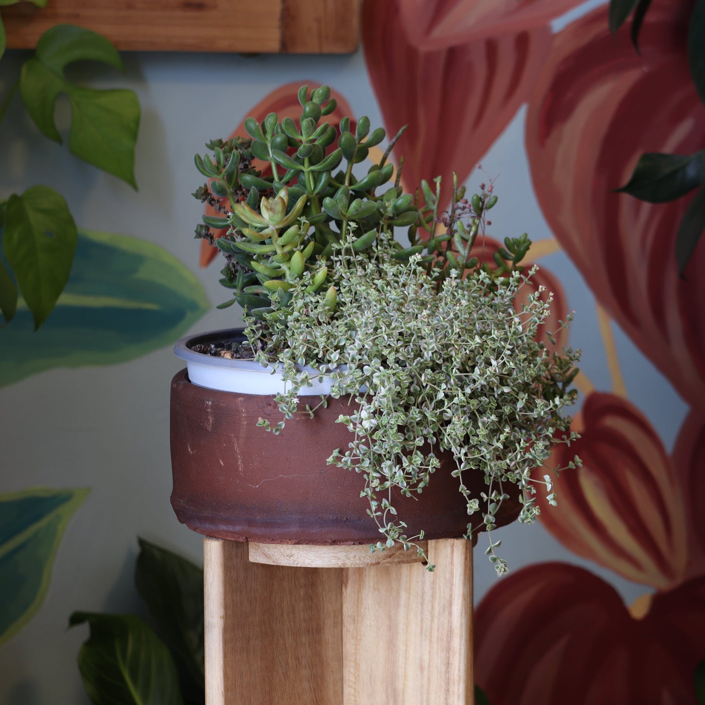 Arreglo De Suculentas L