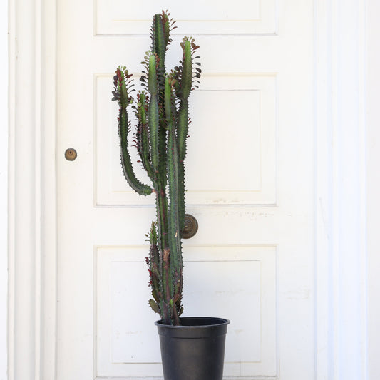 Cactus Euphorbia Trigona