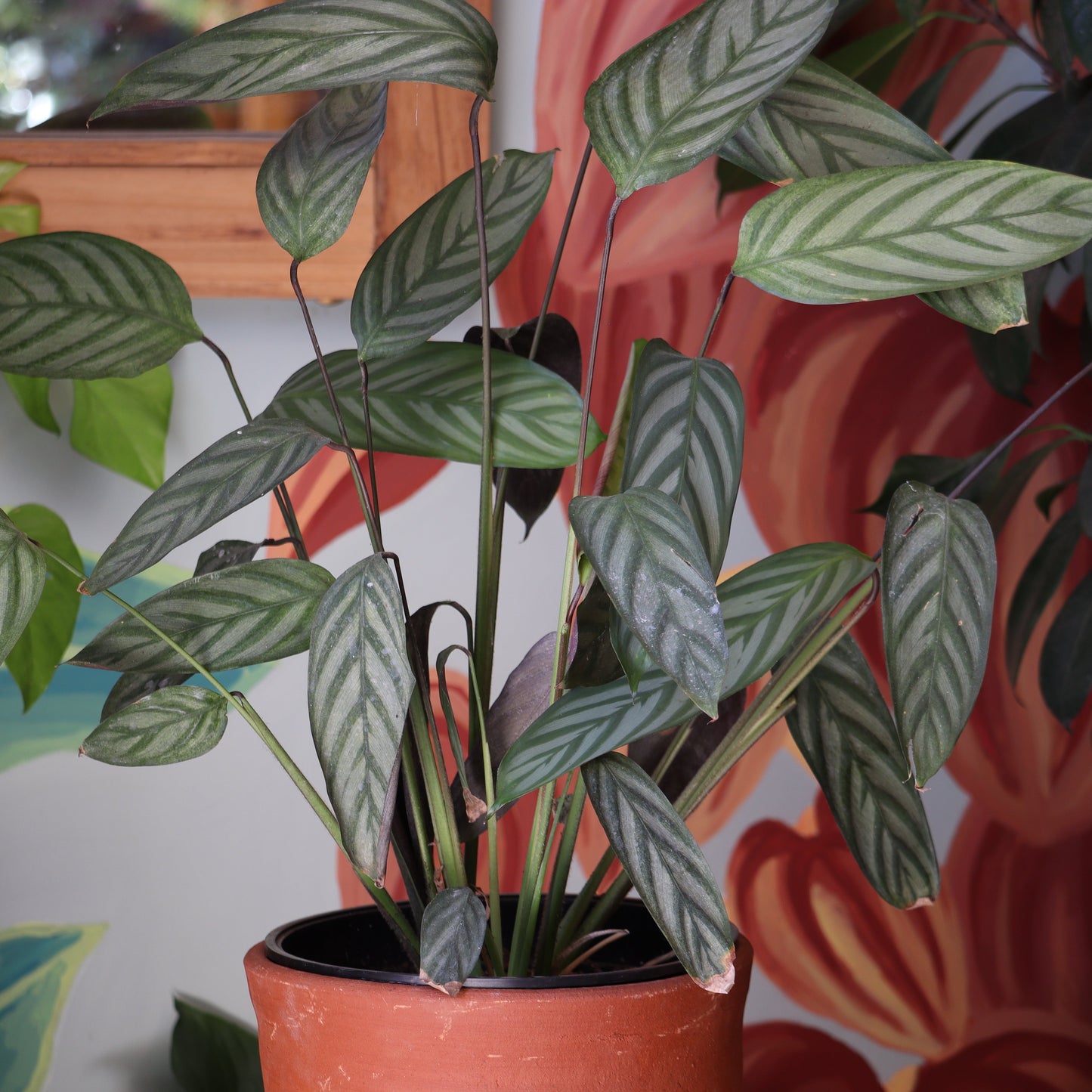Calathea Ctenanthe Setosa Xl