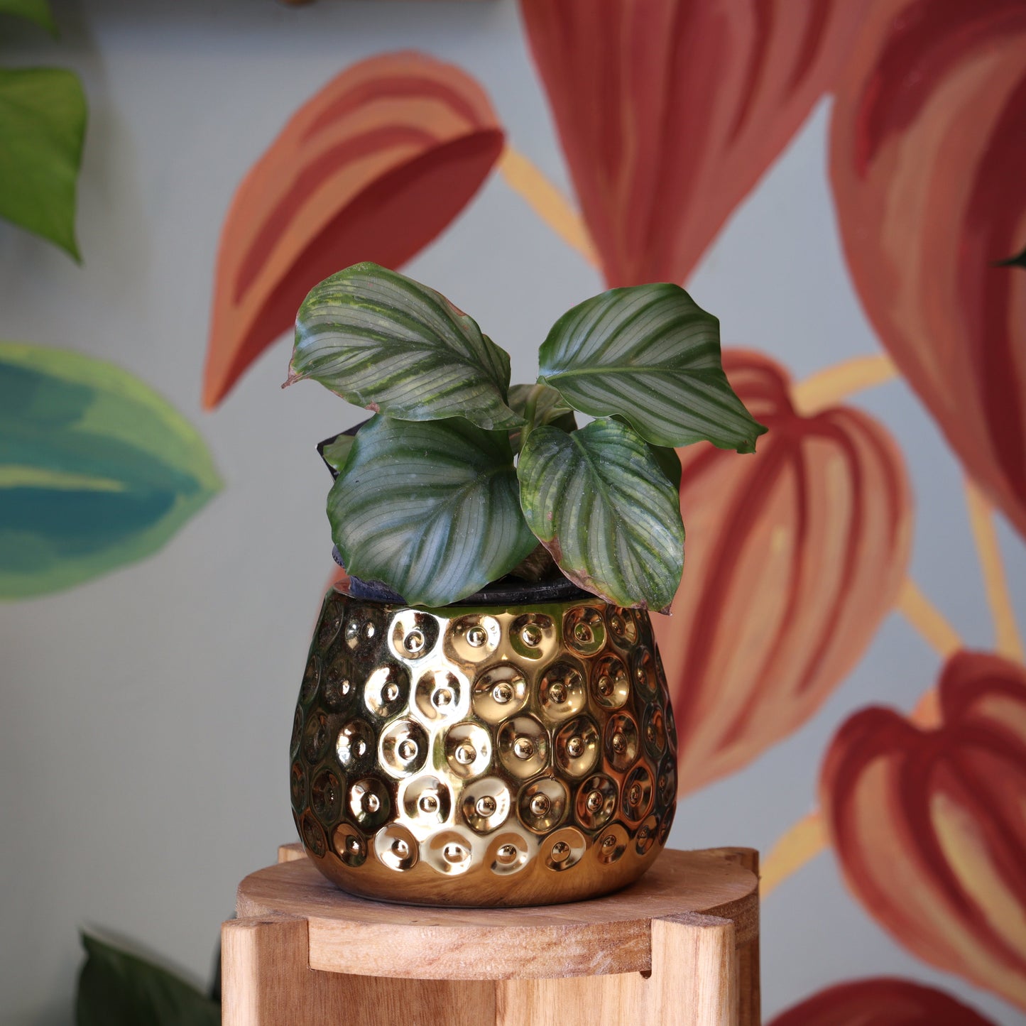 Calathea Orbifolia S