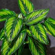 Calathea Ornata Beauty S