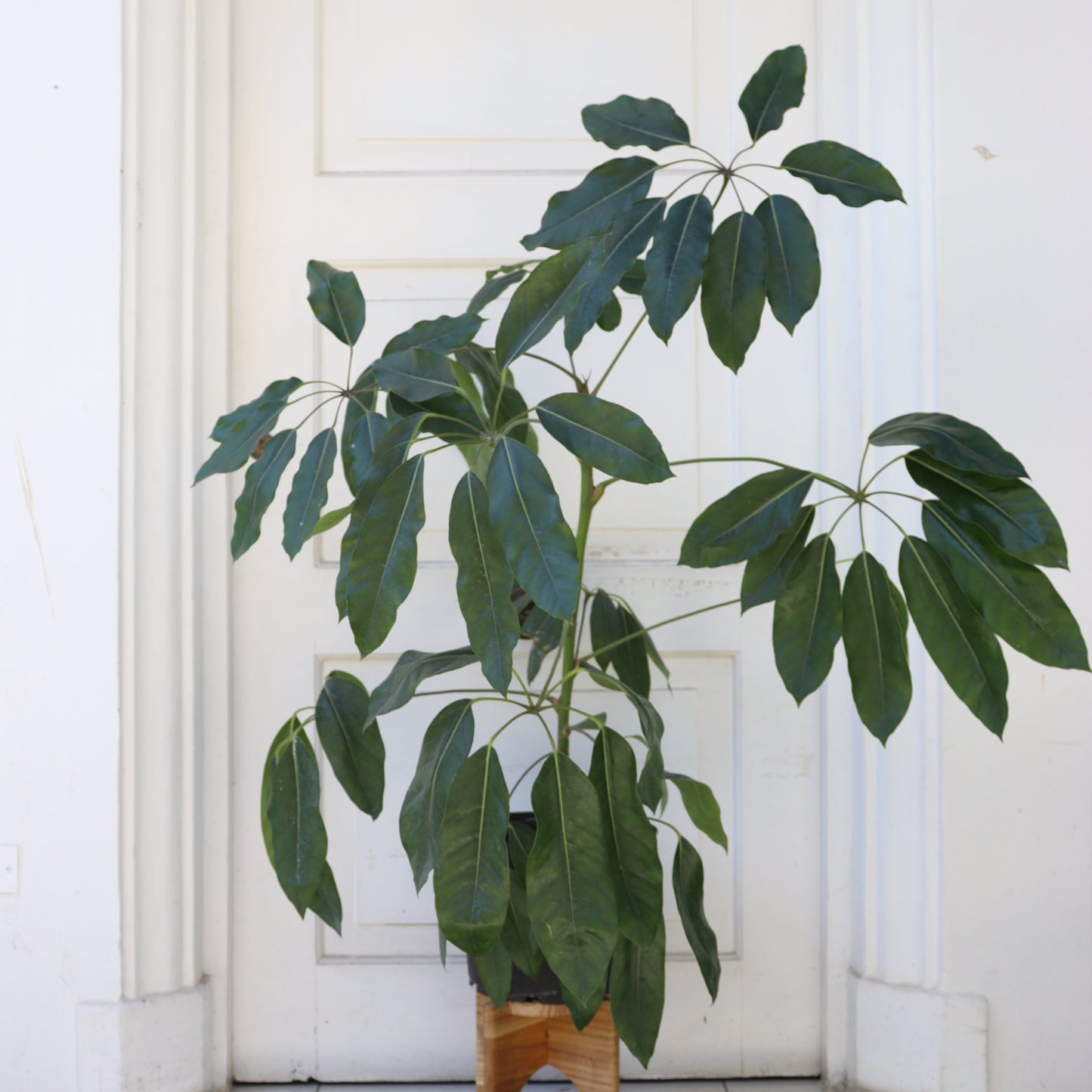 Schefflera Actinofilia