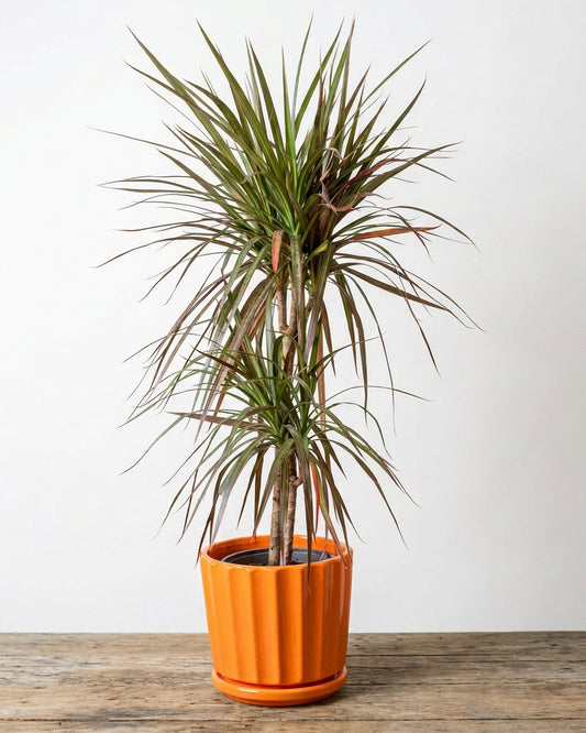 Dracena Colorama