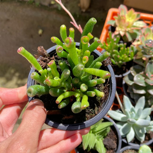 Crassulaa Ovata Golum (Oreja de Shrek)