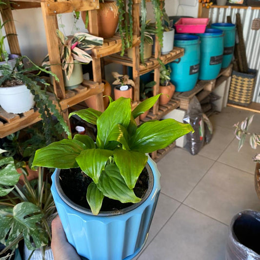 Espatifilio (cuna De Moisés)