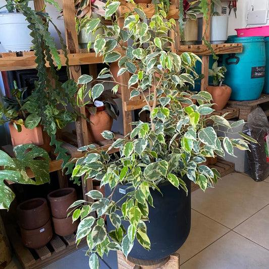 Ficus Benjamina Variegado