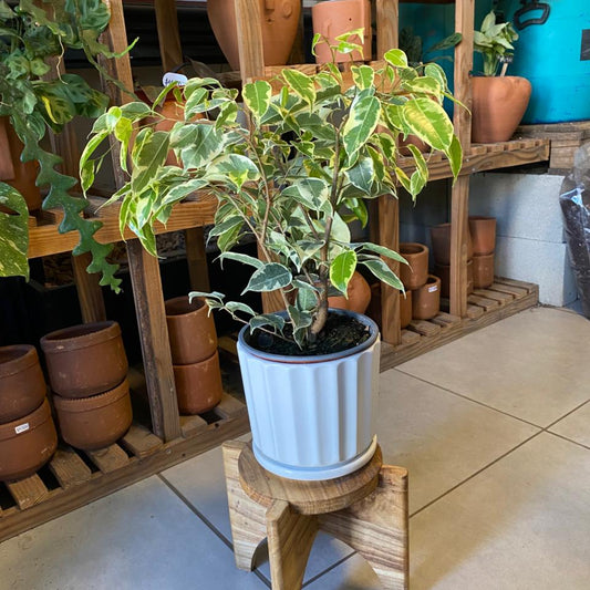 Ficus Benjamina Hawaii