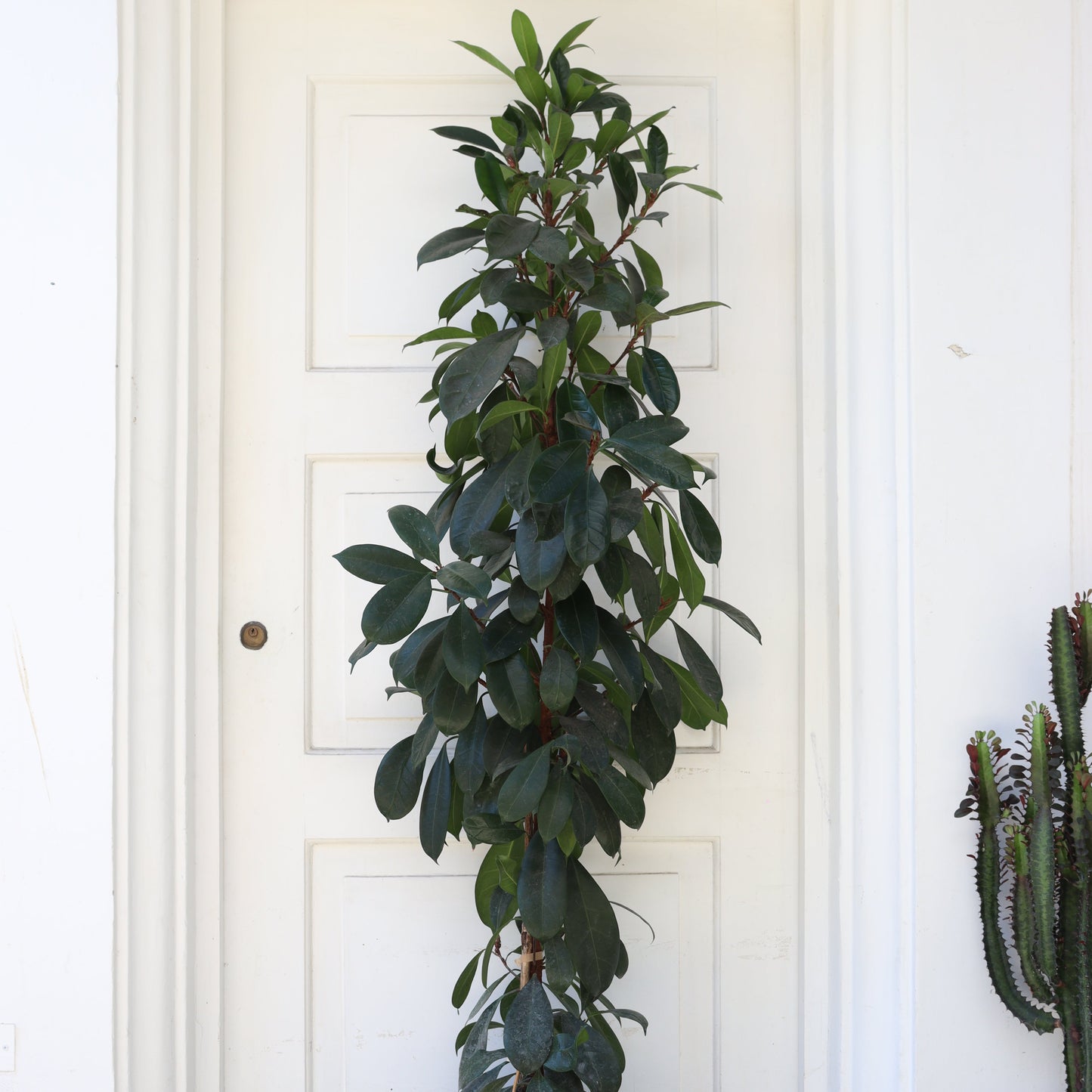 Ficus Cyatistipula XL