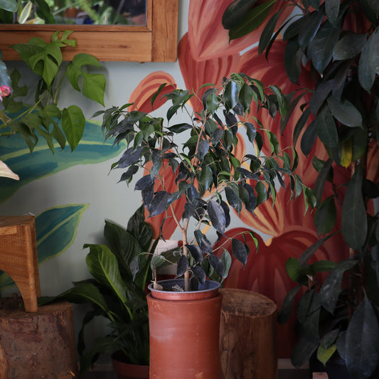 Ficus Danielle