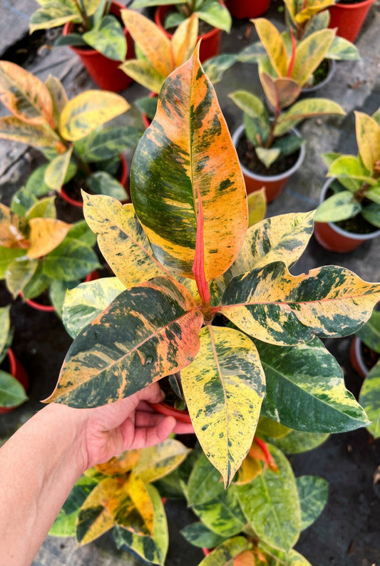 Gomero Ficus Shivereana