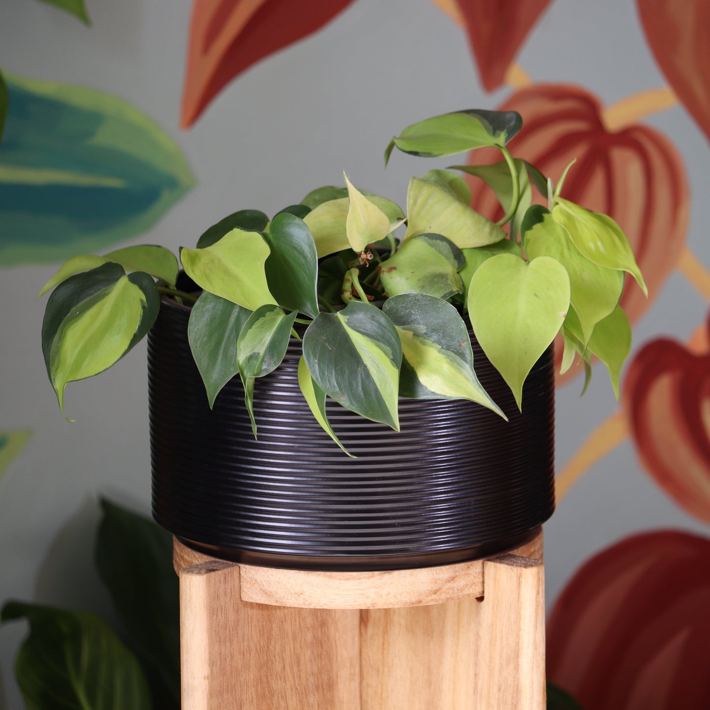 Filodendro Cordatum Brasil