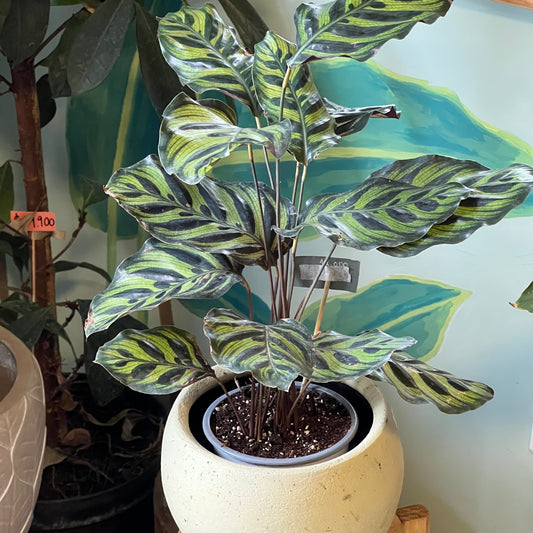 Calathea Makoyana