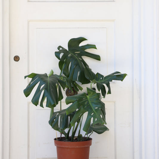 Monstera Deliciosa