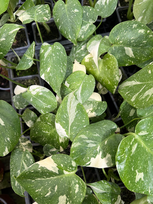 Monstera Variegada Thai Constellation