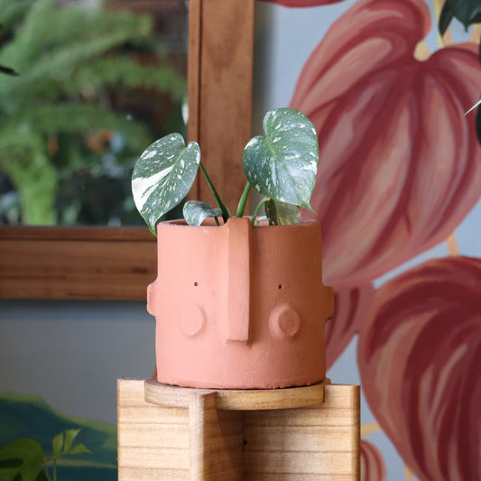 Monstera Variegada Thai Constellation