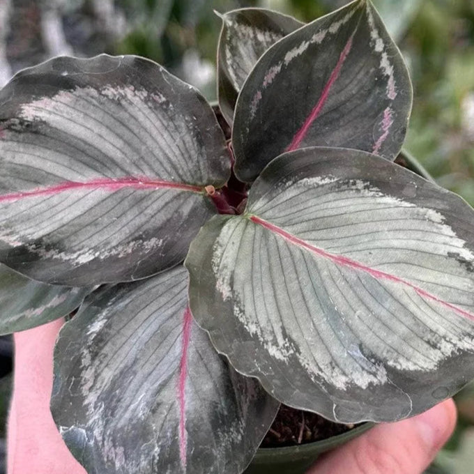 Calathea Norther Light S