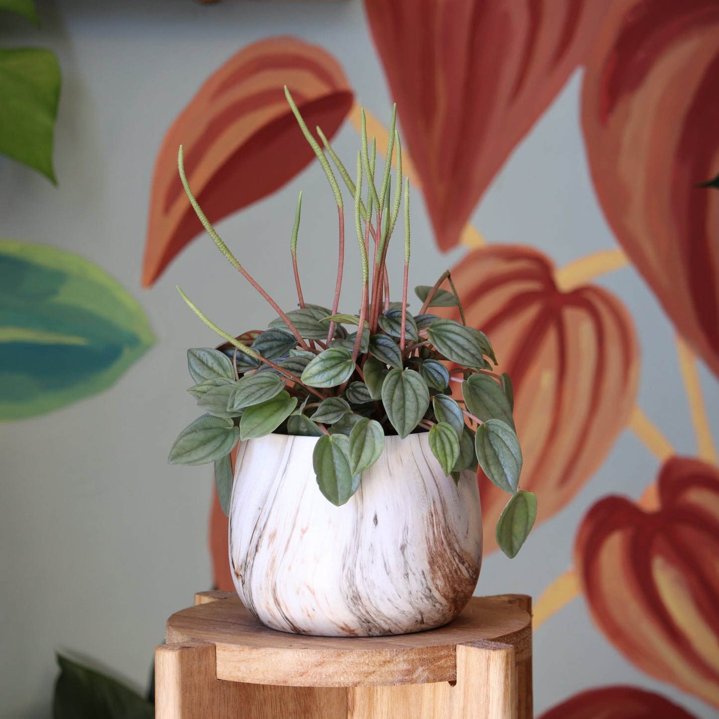 Peperomia Napoli S