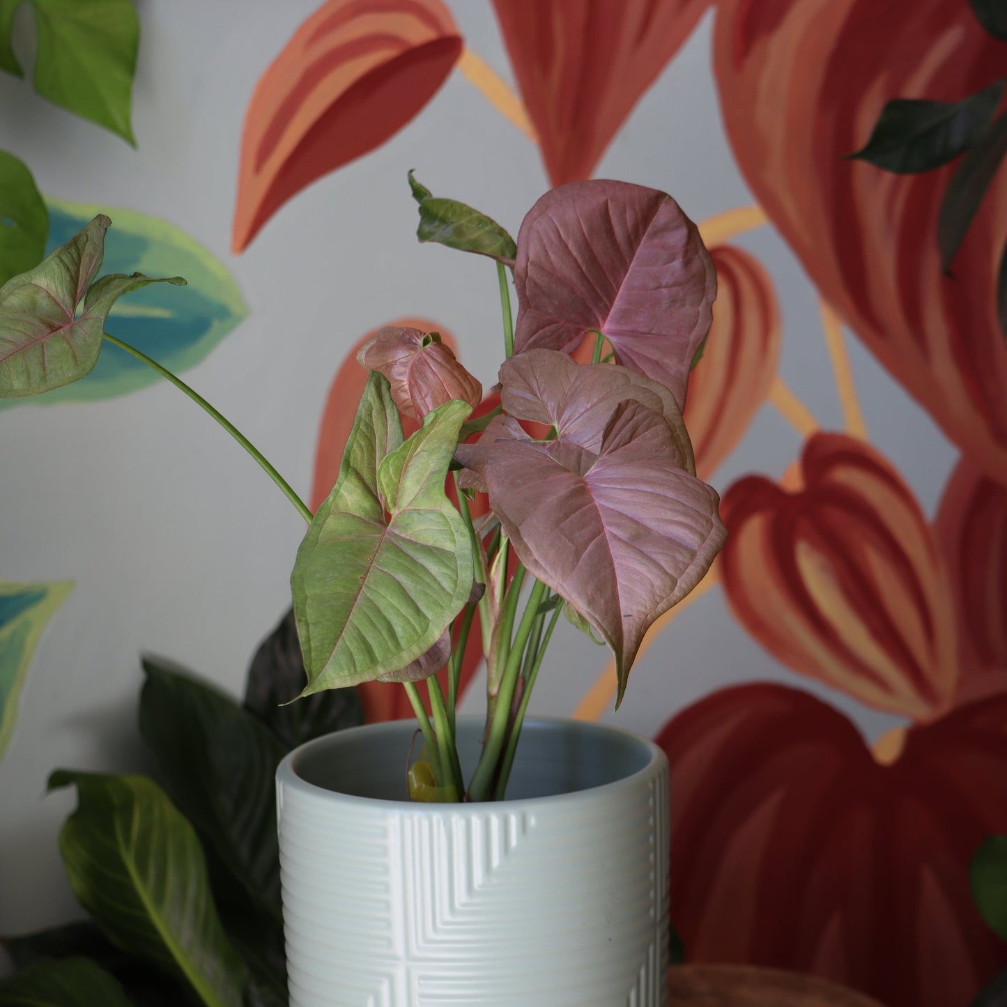 Singonio Neon (rosado)