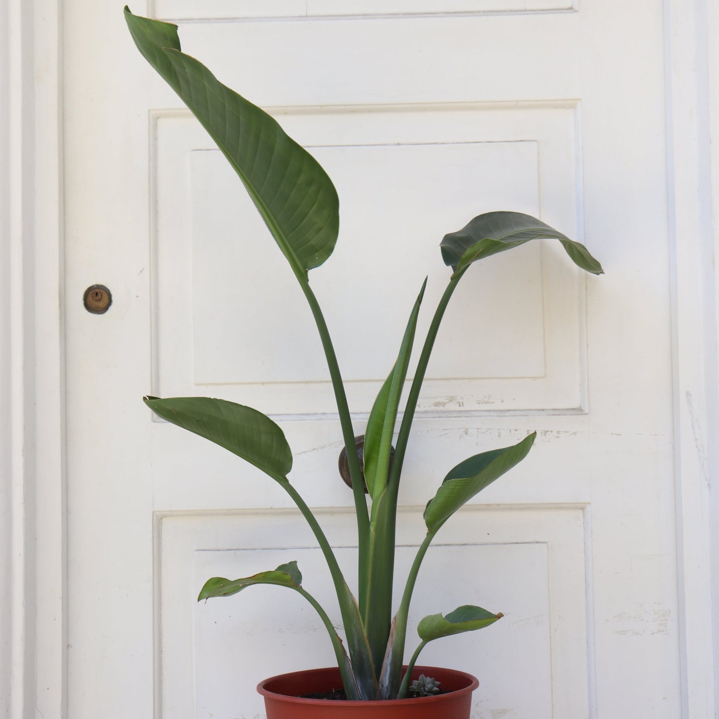 Strelitzia Nicolai Xl