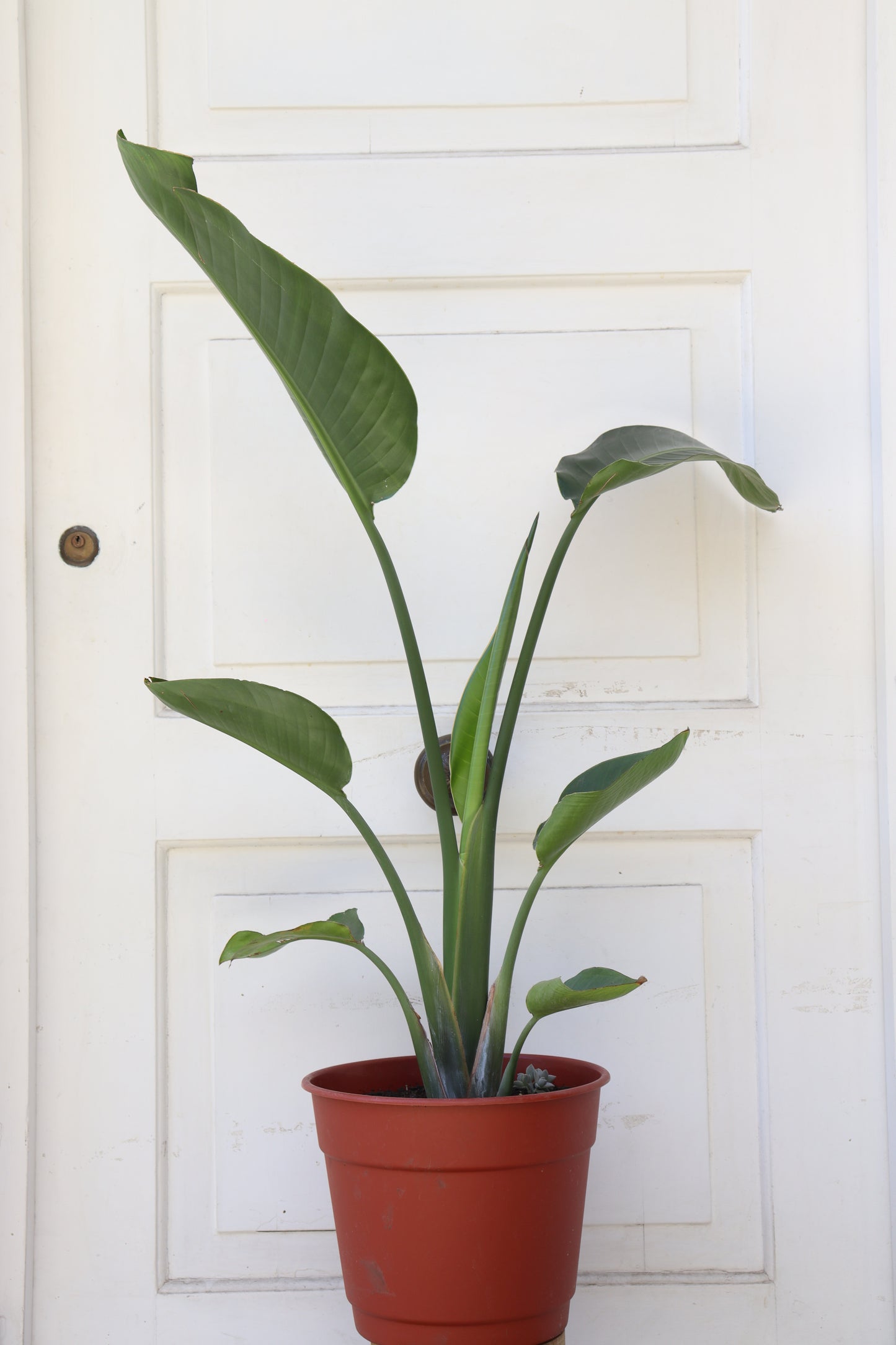 Strelitzia Nicolai