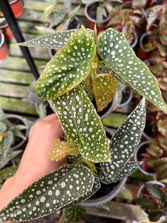 Begonia White Ice