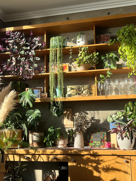 7 cosas que aprendí y nunca más maté una planta en invierno.