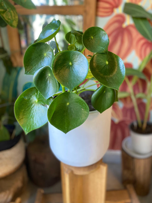 Peperomia Cucharita Xl