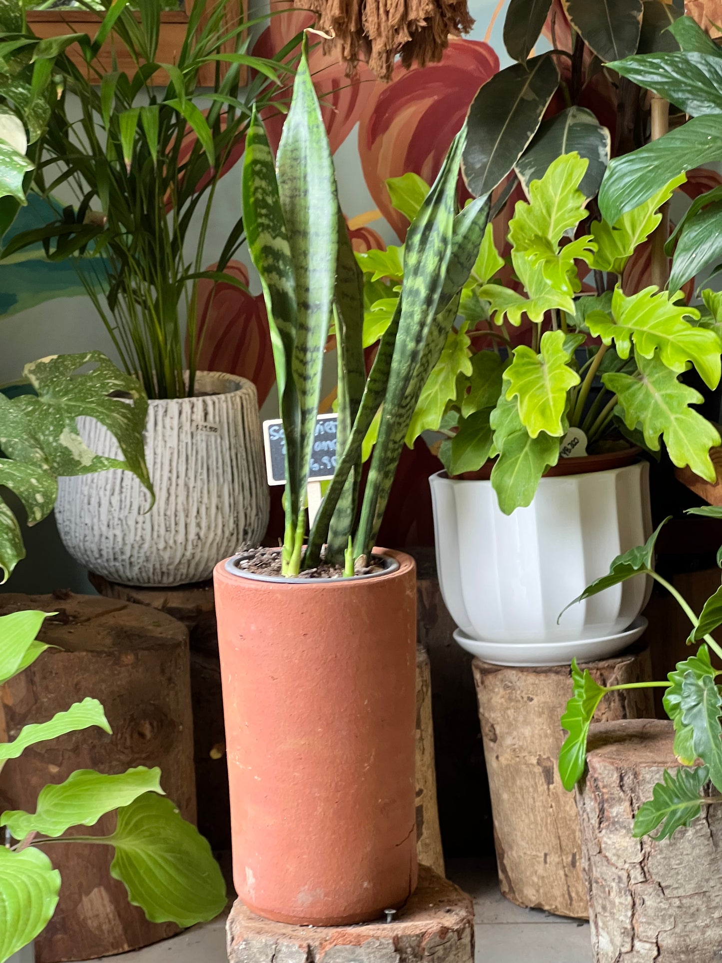 Sansevieria Zeylanca
