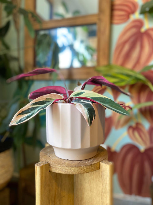 Calathea Stromanthe Triostar M