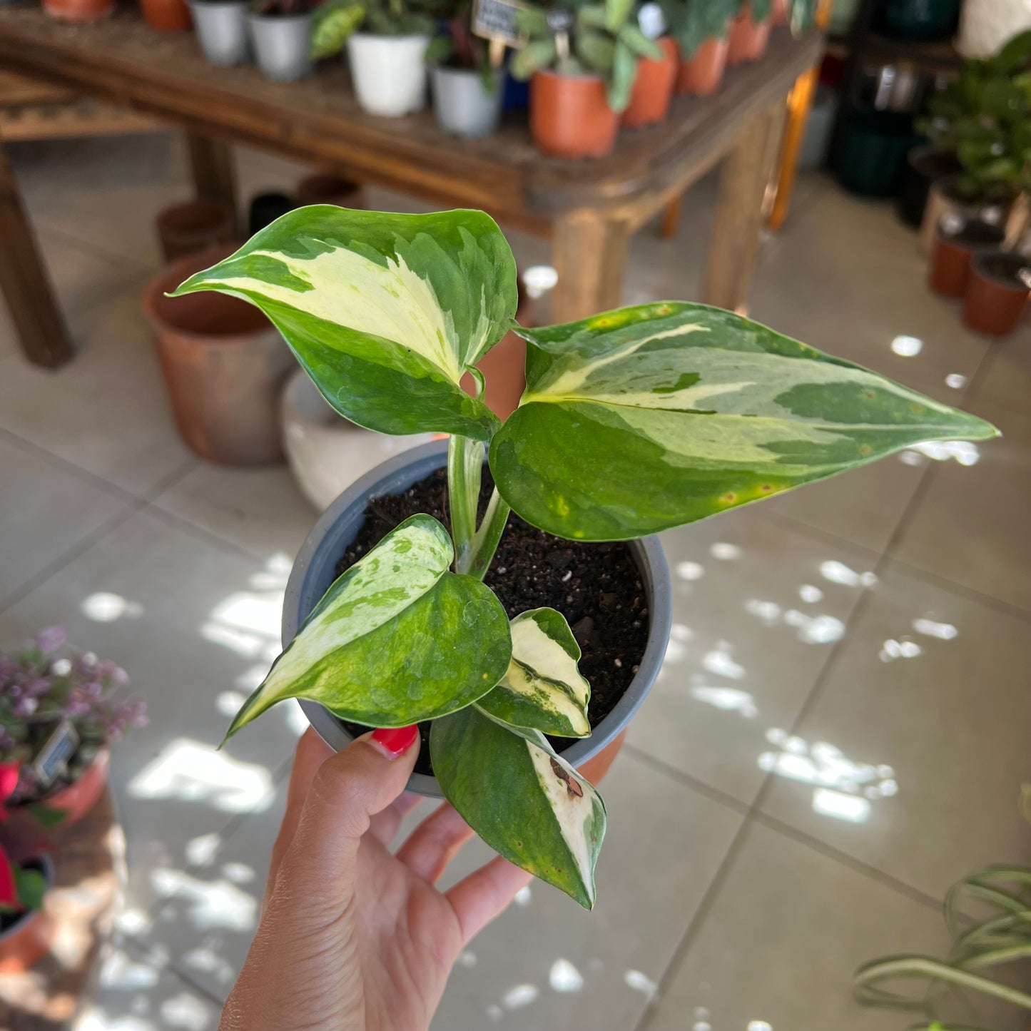 Potus Scindapsus N'Joy