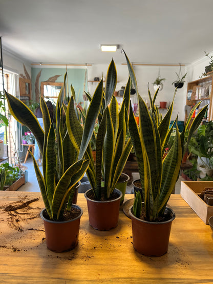 Sansevieria Laurentii