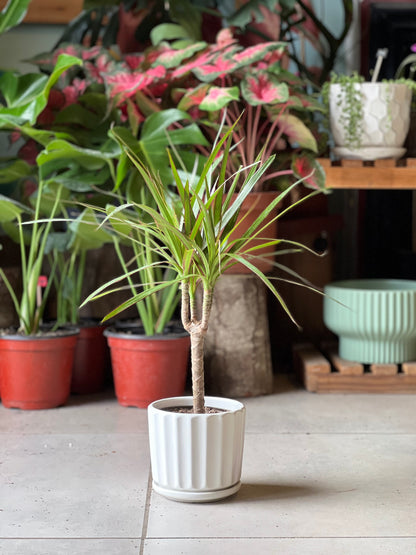 Dracena Colorama