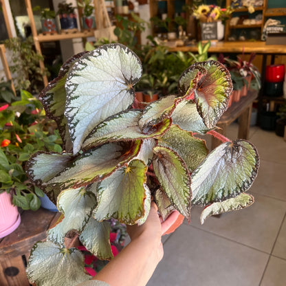 Begonia  Rex