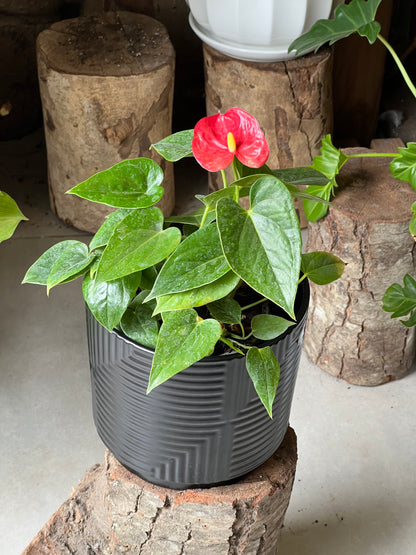 Anturio + Macetero Cerámica