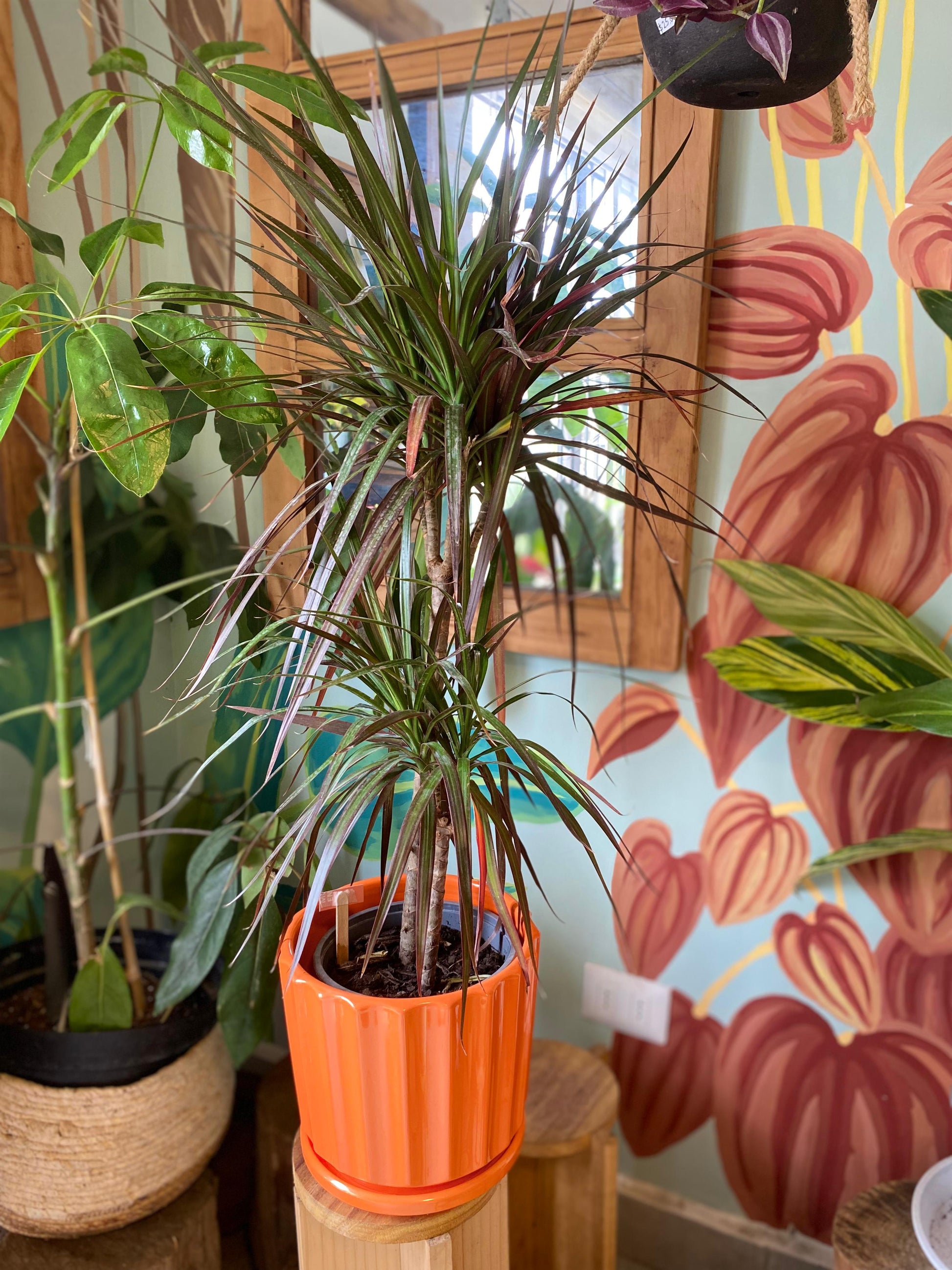 dracaena planta de interior Dracena Colorama – La Loca de las Plantas