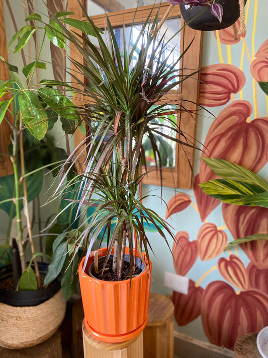 Dracena Colorama XL (Duo)